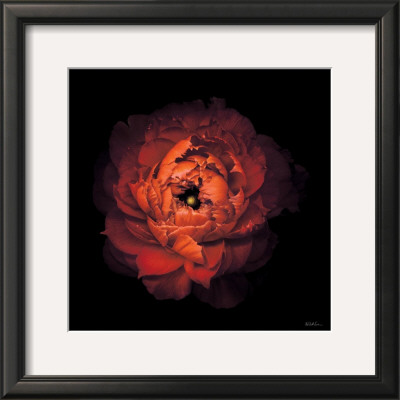 Ranunculus No. 43 by Neil Seth Levine Pricing Limited Edition Print image