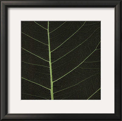 Bo Leaf I by Andrew Levine Pricing Limited Edition Print image