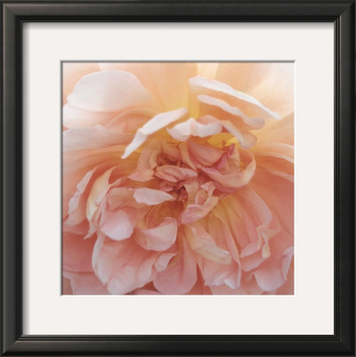 Heavenly Rose by Rebecca Swanson Pricing Limited Edition Print image