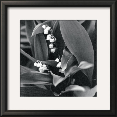 Lily Of The Valley by Dana Buckley Pricing Limited Edition Print image