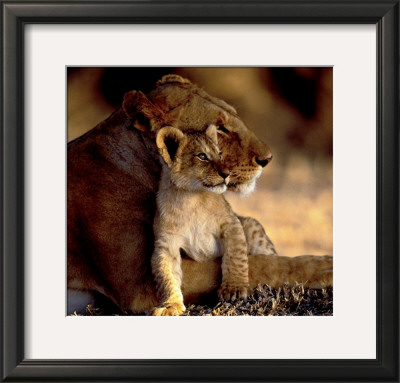 Lioness With Cub by Michel & Christine Denis-Huot Pricing Limited Edition Print image