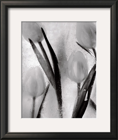 Tulips On Ice by Ryuijie Pricing Limited Edition Print image