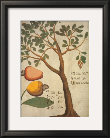 Cashew Tree by Michael Boym Pricing Limited Edition Print image