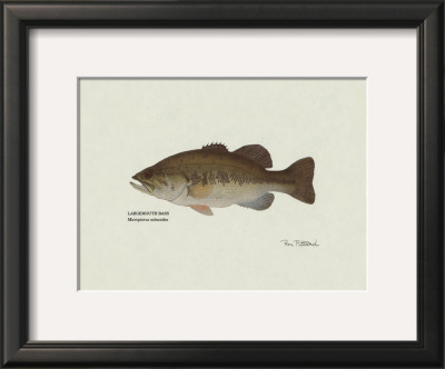 Largemouth Bass Fish by Ron Pittard Pricing Limited Edition Print image