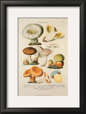 Fungi Iv by Anton Hartinger Pricing Limited Edition Print image