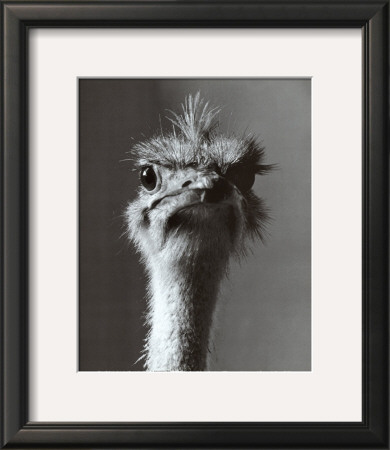 Ostrich by Gérard Rollando Pricing Limited Edition Print image