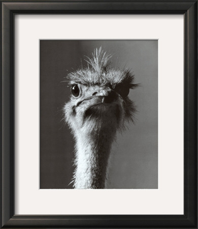 Ostrich by Gerard Rollando Pricing Limited Edition Print image