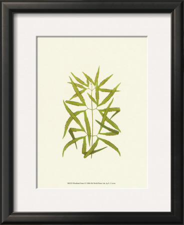 Woodland Ferns I by Edward Lowe Pricing Limited Edition Print image