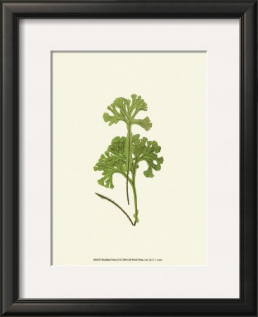 Woodland Ferns Iii by Edward Lowe Pricing Limited Edition Print image