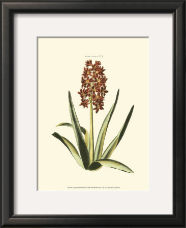 Antique Hyacinth Xvi by Christoph Jacob Trew Pricing Limited Edition Print image