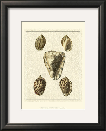 Crackled Antique Shells Iv by Denis Diderot Pricing Limited Edition Print image