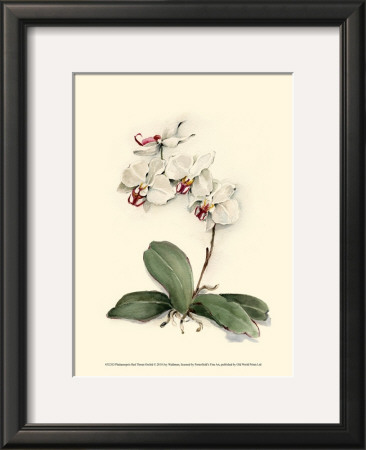 Phalaenopsis Red Throat Orchid by Joy Waldman Pricing Limited Edition Print image
