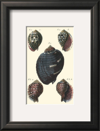 Sea Shells Vii by Denis Diderot Pricing Limited Edition Print image
