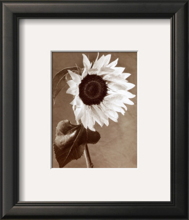 Sunflowers by Dick & Diane Stefanich Pricing Limited Edition Print image