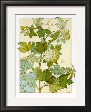 Viburnum by J. Milesi Pricing Limited Edition Print image