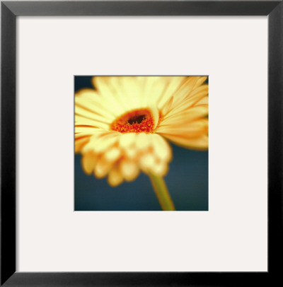 Gerbera On Turquoise by Jane Ann Butler Pricing Limited Edition Print image