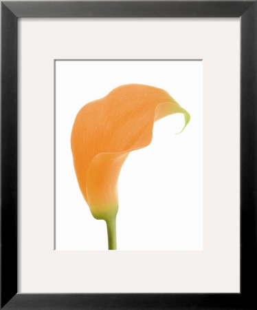 Orange Calla Lily by George Fossey Pricing Limited Edition Print image