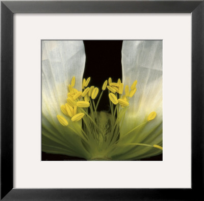 Symphony Poppy by Pip Bloomfield Pricing Limited Edition Print image