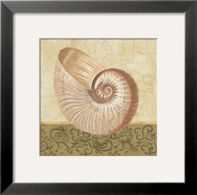 Shell Study Iv by Tiffany Bradshaw Pricing Limited Edition Print image