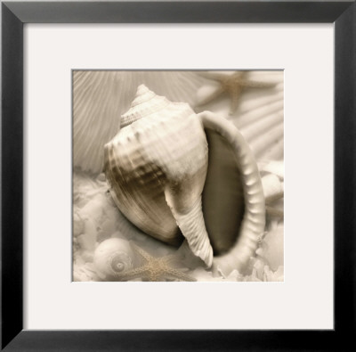 Iridescent Seashell Iii by Donna Geissler Pricing Limited Edition Print image
