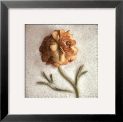 Sand Ranunculus by Donna Geissler Pricing Limited Edition Print image