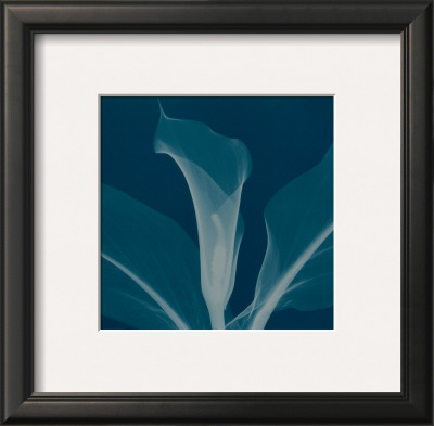 Silver Calla Lily by Steven N. Meyers Pricing Limited Edition Print image