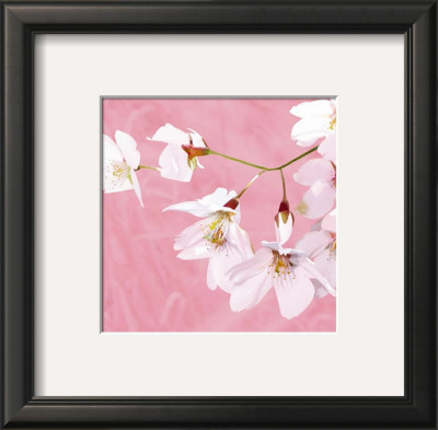 Pastel Blossoms Iii by Kate Knight Pricing Limited Edition Print image