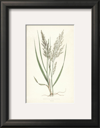 Grasses Iv by Edward Lowe Pricing Limited Edition Print image