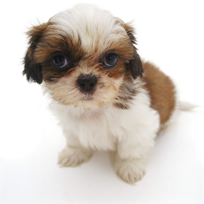 Shih Tzu Pup, 7 Weeks Old, Sitting Down by Jane Burton Pricing Limited Edition Print image