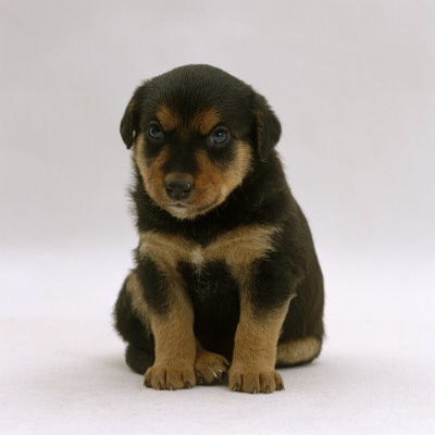 Lakeland Terrier X Border Collie, 4-Week Puppy Portrait by Jane Burton Pricing Limited Edition Print image