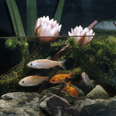 Ide Golden Orfe And Goldfish In Pond With Waterlilies, From Europe by Jane Burton Pricing Limited Edition Print image