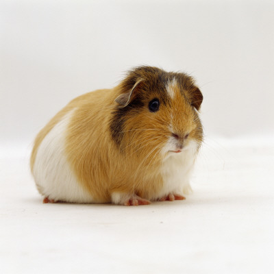 Pregnant Female Shorthair Cream Tricolour Guinea Pig, Uk by Jane Burton Pricing Limited Edition Print image