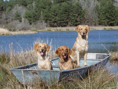 Golden Retrievers In Boat, Usa by Lynn M. Stone Pricing Limited Edition Print image