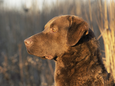 Chesapeake Bay Retriever Dog, Usa by Lynn M. Stone Pricing Limited Edition Print image