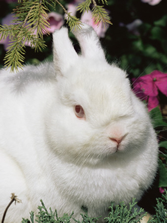 Netherland Dwarf Domestic Rabbit, Usa by Lynn M. Stone Pricing Limited Edition Print image