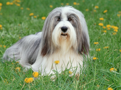 Bearded Collie by Steimer Pricing Limited Edition Print image