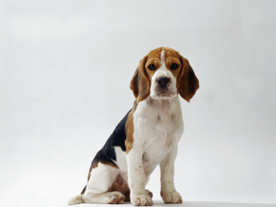Beagle Puppy by Steimer Pricing Limited Edition Print image