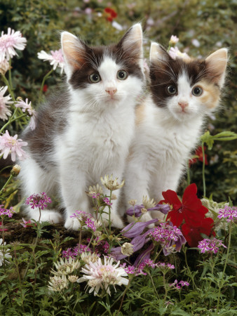 Domestic Cat, 9-Week, Black-And-White Kittens Among Flowers by Jane Burton Pricing Limited Edition Print image