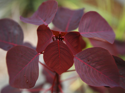 Royal Burgundy Leaves Ii by Nicole Katano Pricing Limited Edition Print image