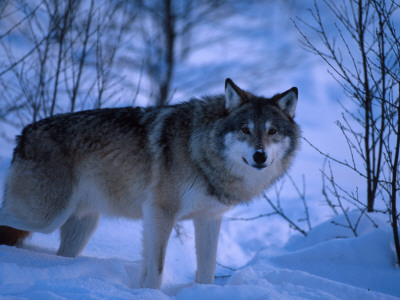 European Grey Wolf Male In Snow, C Norway by Asgeir Helgestad Pricing Limited Edition Print image
