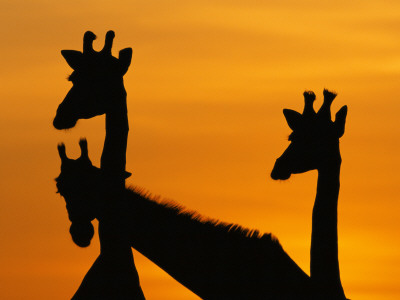 Giraffes, Silhouetted Of Heads And Necks At Dawn, Botswana Savute-Chobe National Park by Richard Du Toit Pricing Limited Edition Print image