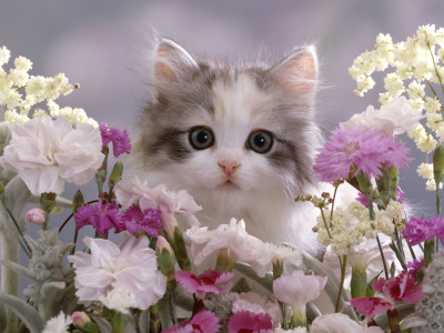 8-Week, Silver Tortoiseshell-And-White Kitten, Among Gillyflowers, Carnations And Meadowseed by Jane Burton Pricing Limited Edition Print image