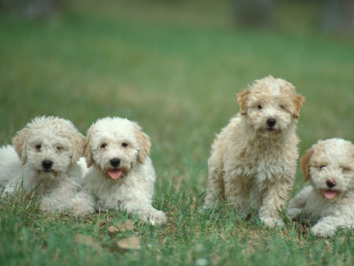 Four Lagotta Romagnolo Puppies by Adriano Bacchella Pricing Limited Edition Print image