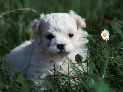 Maltese Puppy Sitting In Grass Near A Daisy by Adriano Bacchella Pricing Limited Edition Print image