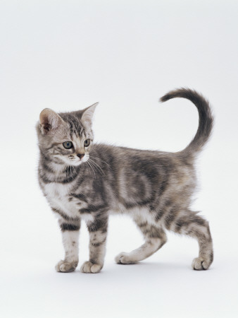 Domestic Cat (Felis Catus) 12-Week-Old Kitten by Jane Burton Pricing Limited Edition Print image