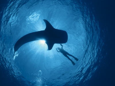 Whale Shark And Person Swimming In Silhouette, Indo Pacific by Jurgen Freund Pricing Limited Edition Print image