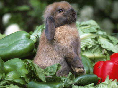 Holland Lop Domestic Rabbit by Lynn M. Stone Pricing Limited Edition Print image