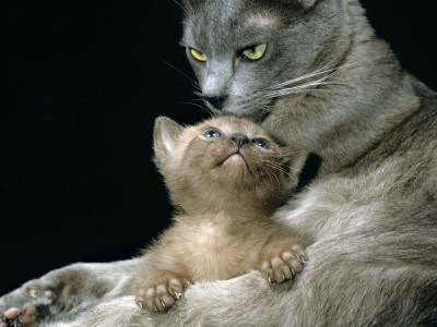 Domestic Cat, 1-Month, Burmese Kitten With His Blue Mother by Jane Burton Pricing Limited Edition Print image