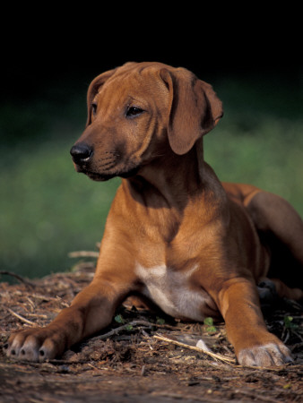 Rhodesian Ridgeback Puppy by Adriano Bacchella Pricing Limited Edition Print image
