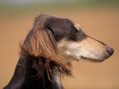 Saluki Profile by Adriano Bacchella Pricing Limited Edition Print image